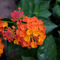 Luscious Marmalade Lantana