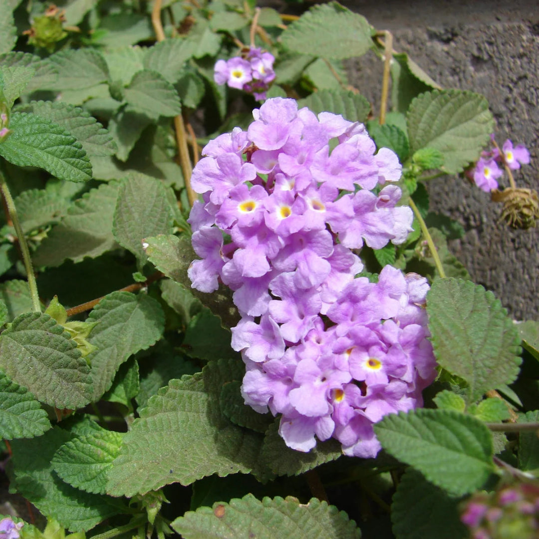 Lantana Montevidensis &