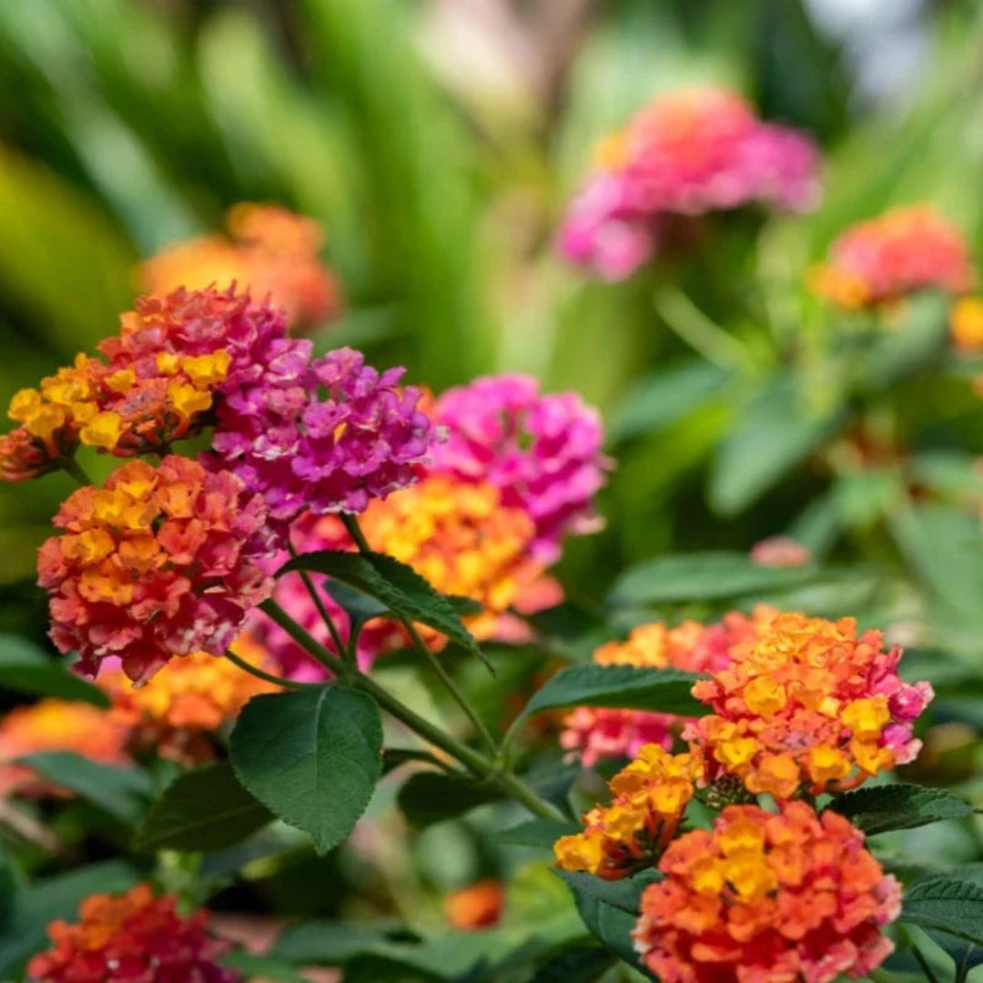 Lantana &
