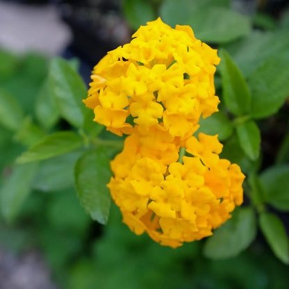 Lantana X &