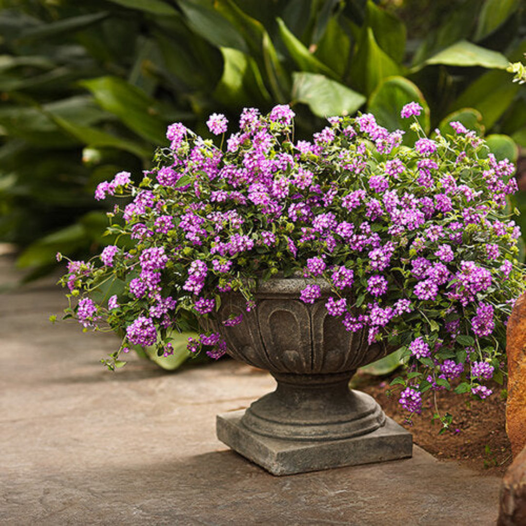 Lantana &