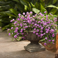 Lantana 'Luscious® Grape' - [EG]