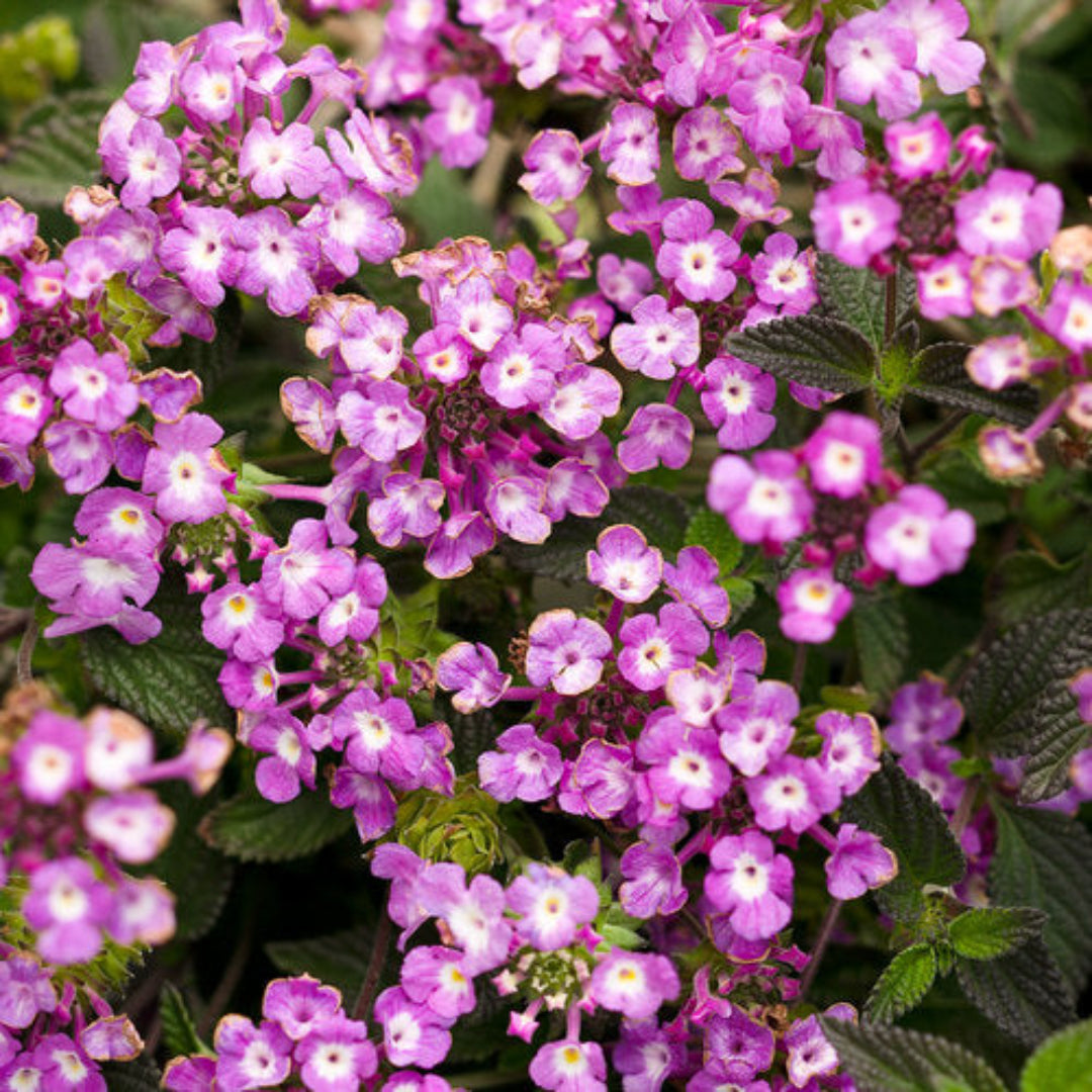 Lantana &