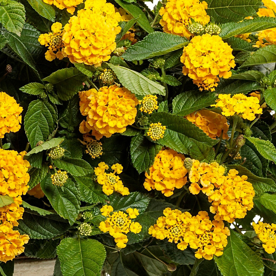 Lantana &