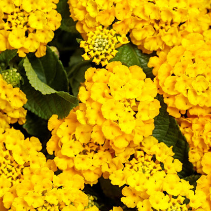 Lantana &