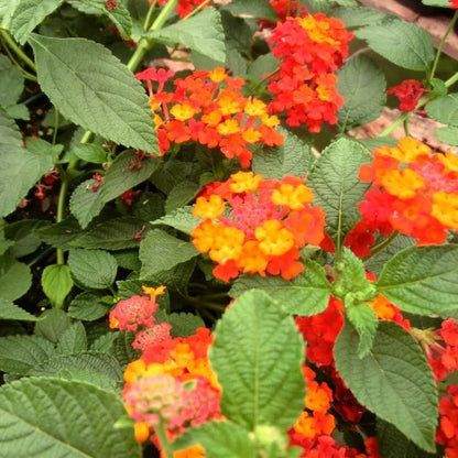 Lantana Camara &