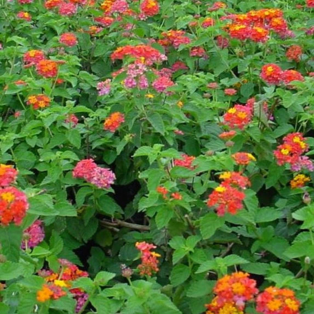 Lantana camara &
