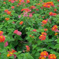 Lantana camara 'Miss Huff' - [EG]
