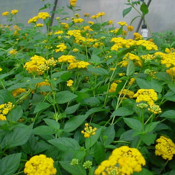 New Gold Lantana