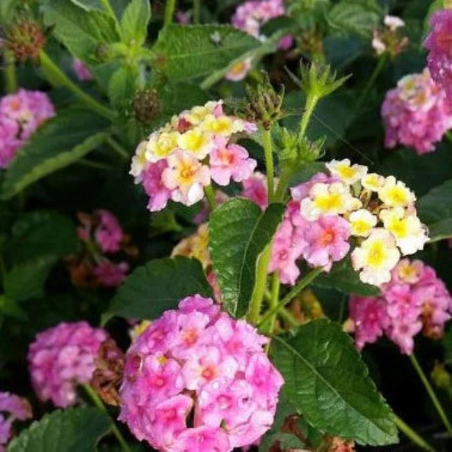 Lantana &