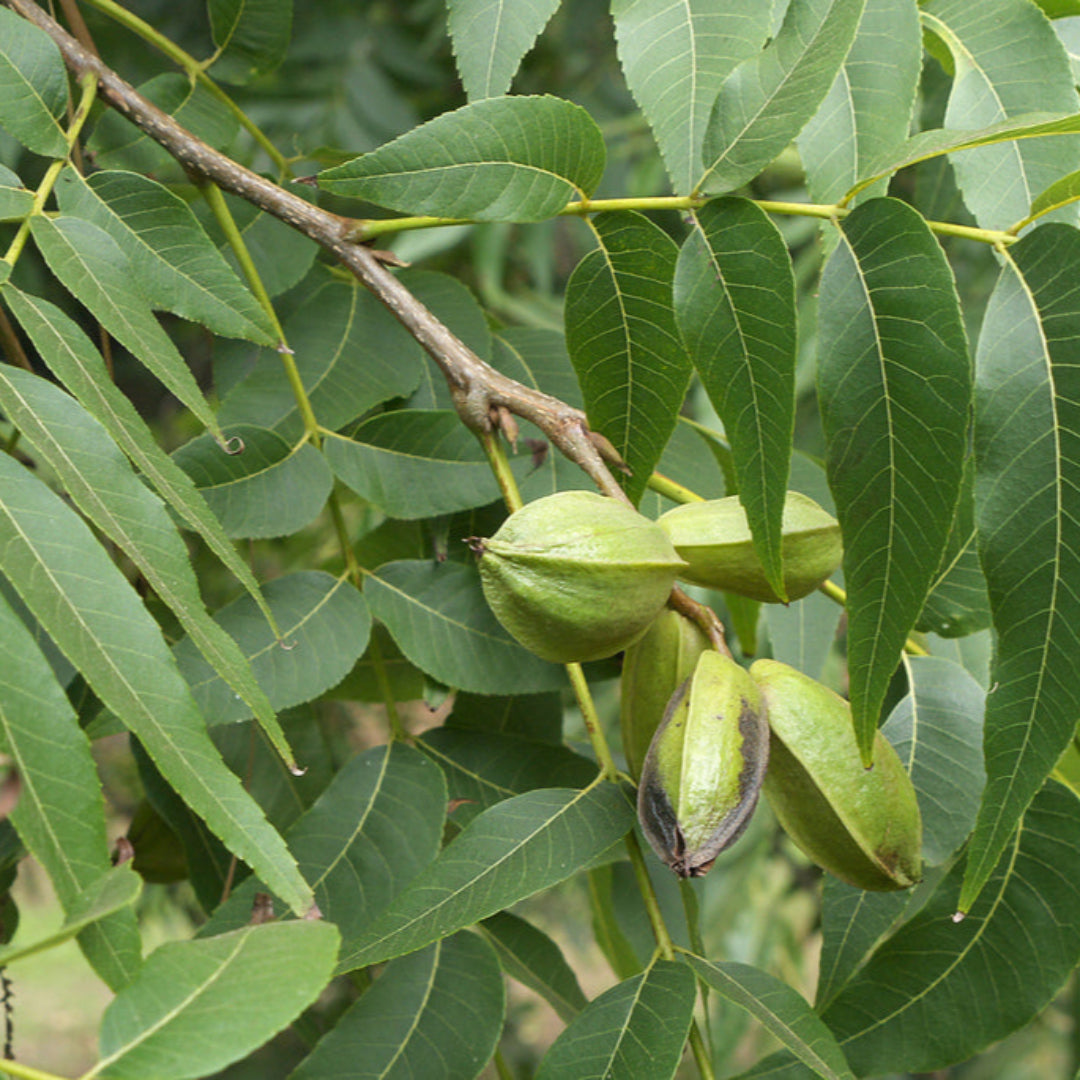 Moreland Pecan Tree