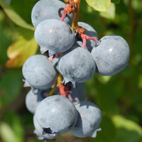 Blue Suede Blueberry bush with ripe berries and dark green foliage