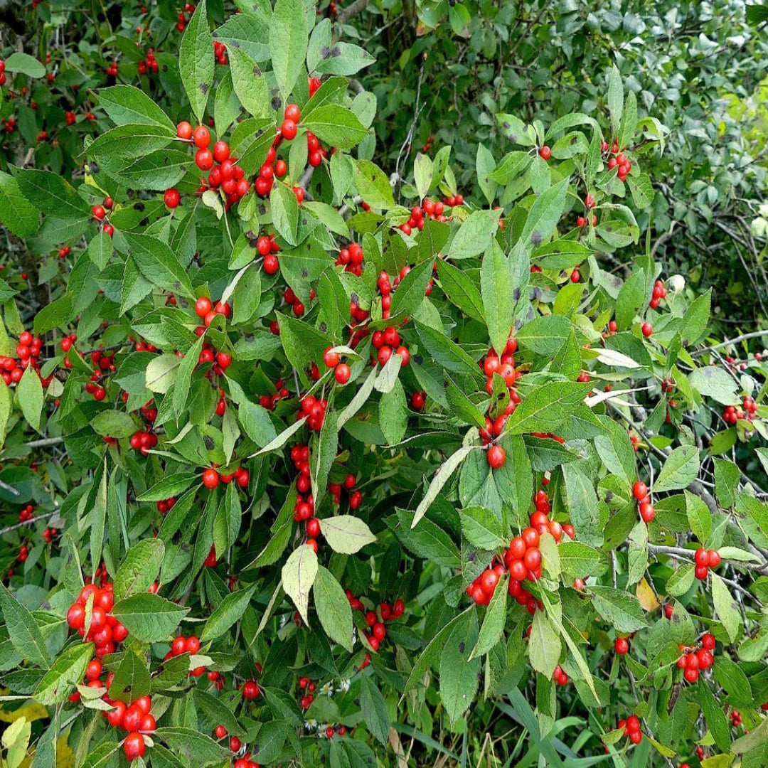 Sparkle Winterberry Holly