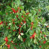 Sparkle Winterberry Holly