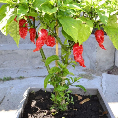 Carolina Reaper Pepper Plant