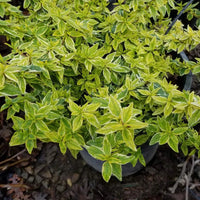 Radiance Abelia