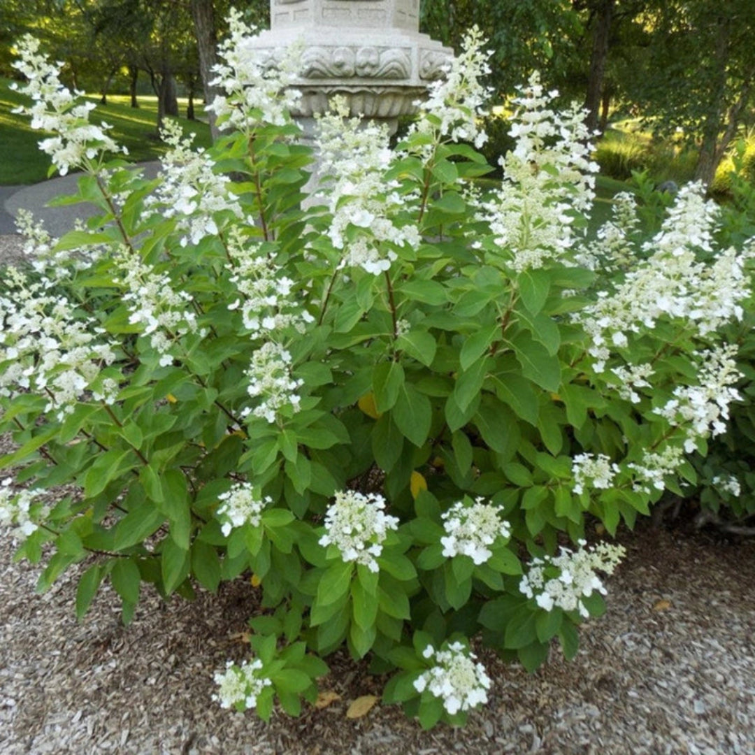 Tardiva Hydrangea Bush Displaying Full White Blossoms
