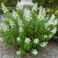 Tardiva Hydrangea Bush Displaying Full White Blossoms