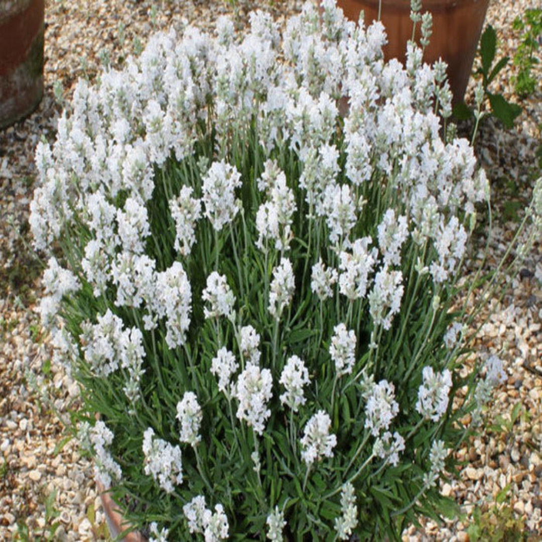 Lavandula &