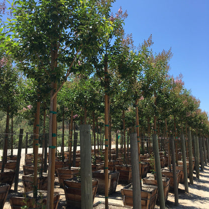 Nursery-grown Muskogee Crape Myrtle tree