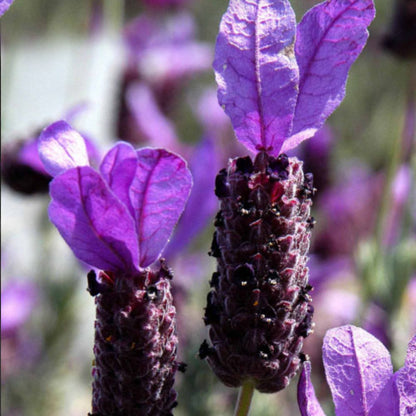 Lavandula &