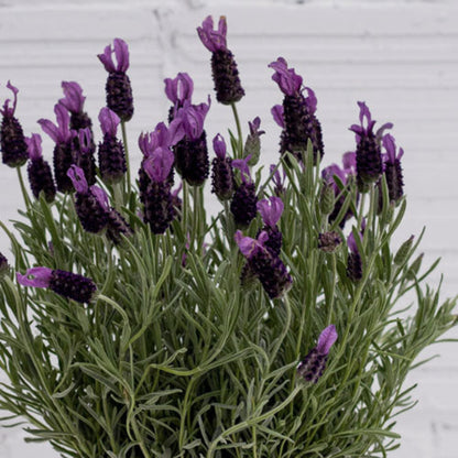 Lavandula &