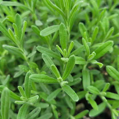 Lavandula stoechas &
