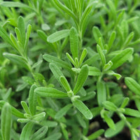 Lavandula stoechas 'Anouk' Spanish Lavender - [EG]