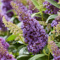 Li'l Llavender  Butterfly Bush