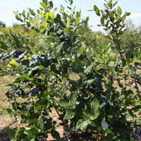 Legacy Blueberry plant with fruit and healthy foliage in garden