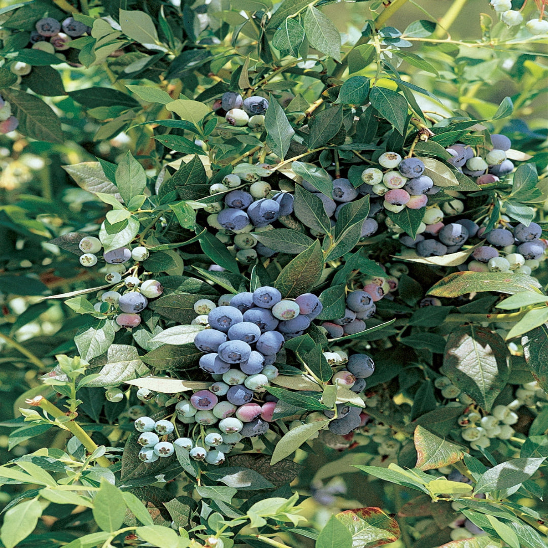 Legacy Blueberry Bush