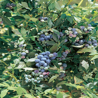 Full Legacy Blueberry bush displaying vigorous growth and fruit