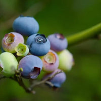 Legacy Blueberry bush with ripe blue berries and green foliage