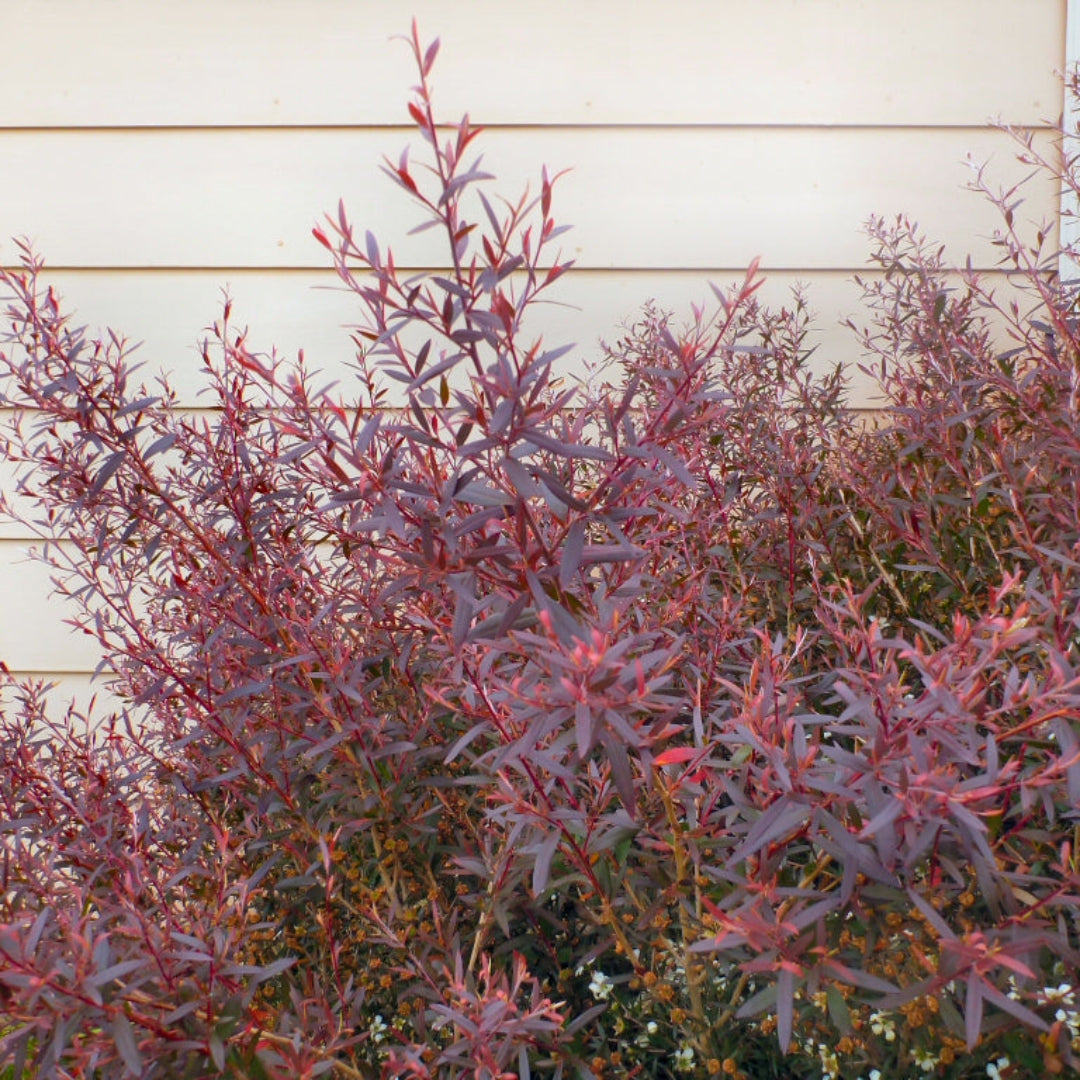list of house plants that like tea leaves Buy Red Leaf Tea Plant / Shrub Plants & Trees Online