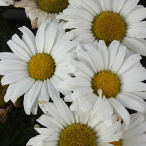 Leucanthemum x superbum Amazing Daisies Daisy May