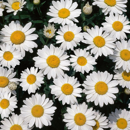 Leucanthemum x superbum &