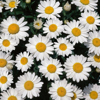 Leucanthemum x superbum 'Snow Cap' Shasta Daisy