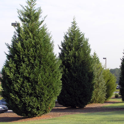 Leyland Cypress trees used as parking lot screen