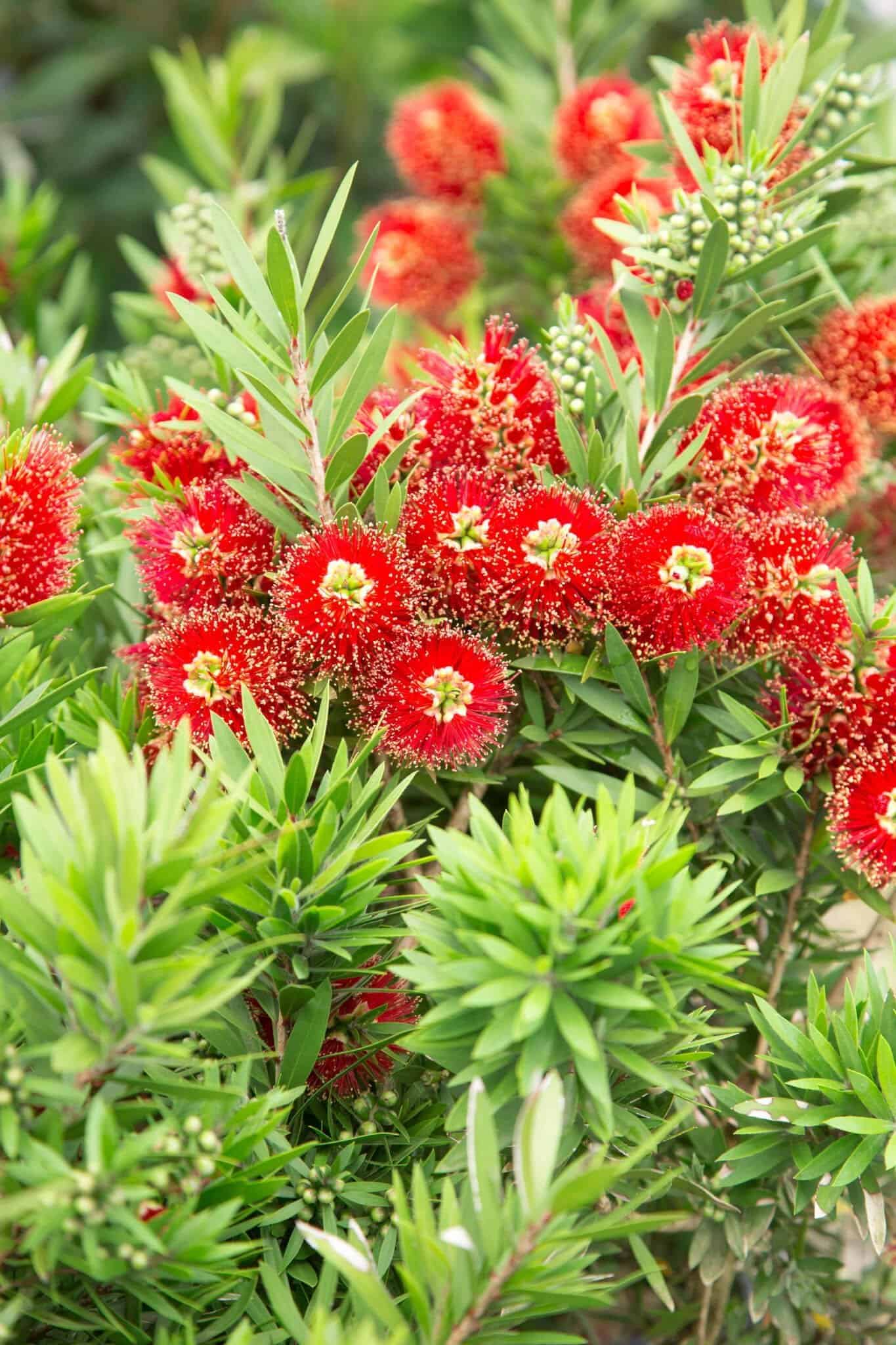 Bottlebrush Light Show
