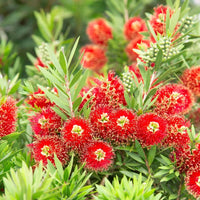 Bottlebrush Light Show