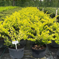 Goldtip Ligustrum