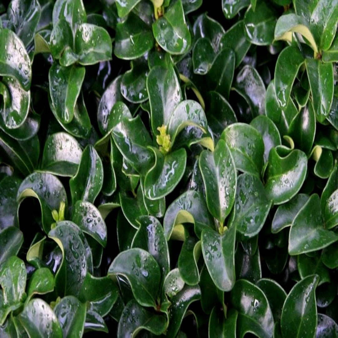 Ligustrum Coriaceum
