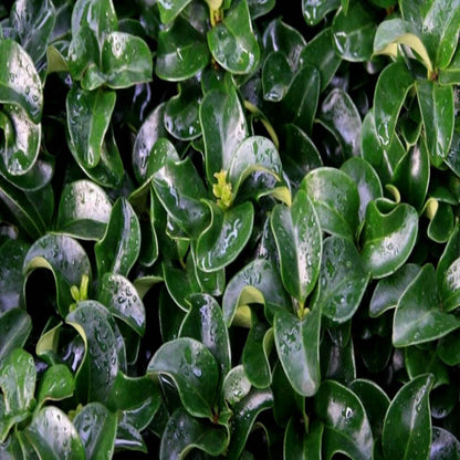 Ligustrum Coriaceum