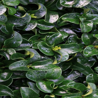 Ligustrum Coriaceum