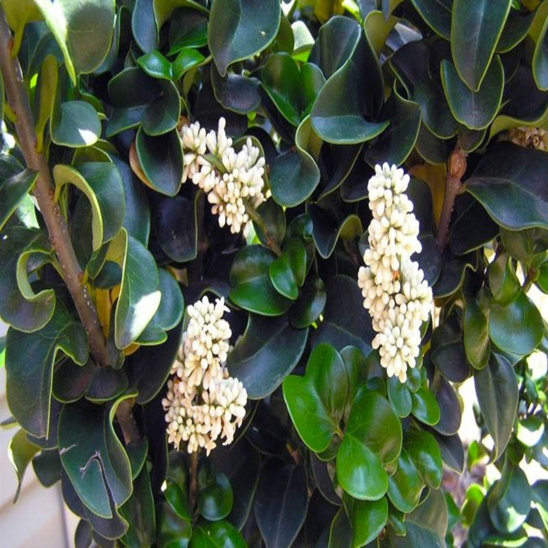 Ligustrum Coriaceum