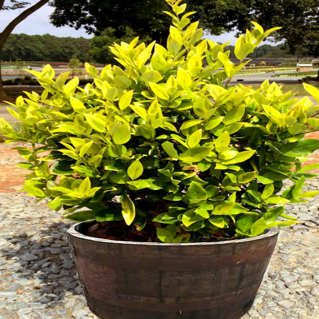 Goldtip Ligustrum