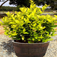 Goldtip Ligustrum