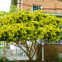 Goldtip Ligustrum