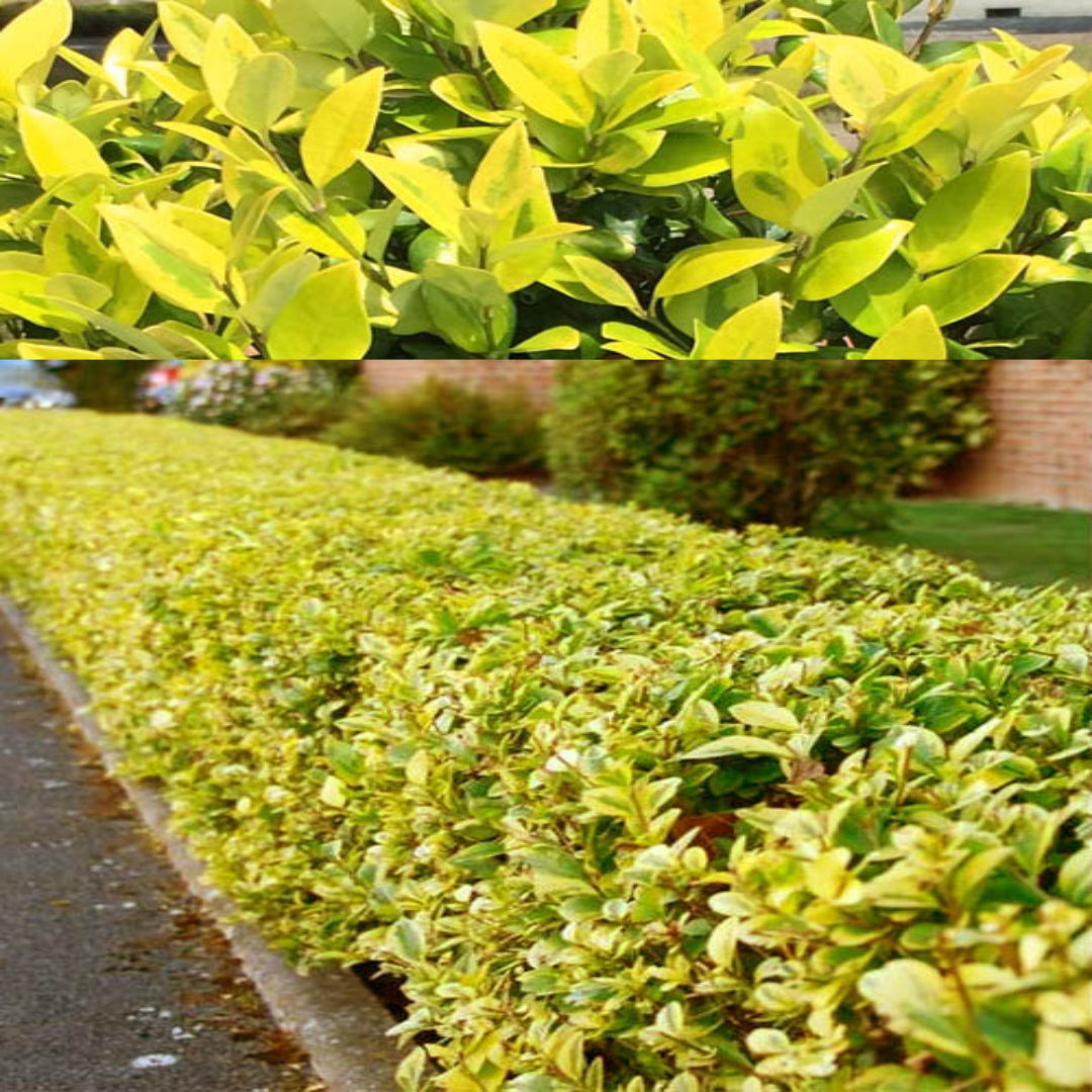 Goldtip Ligustrum