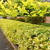 Goldtip Ligustrum